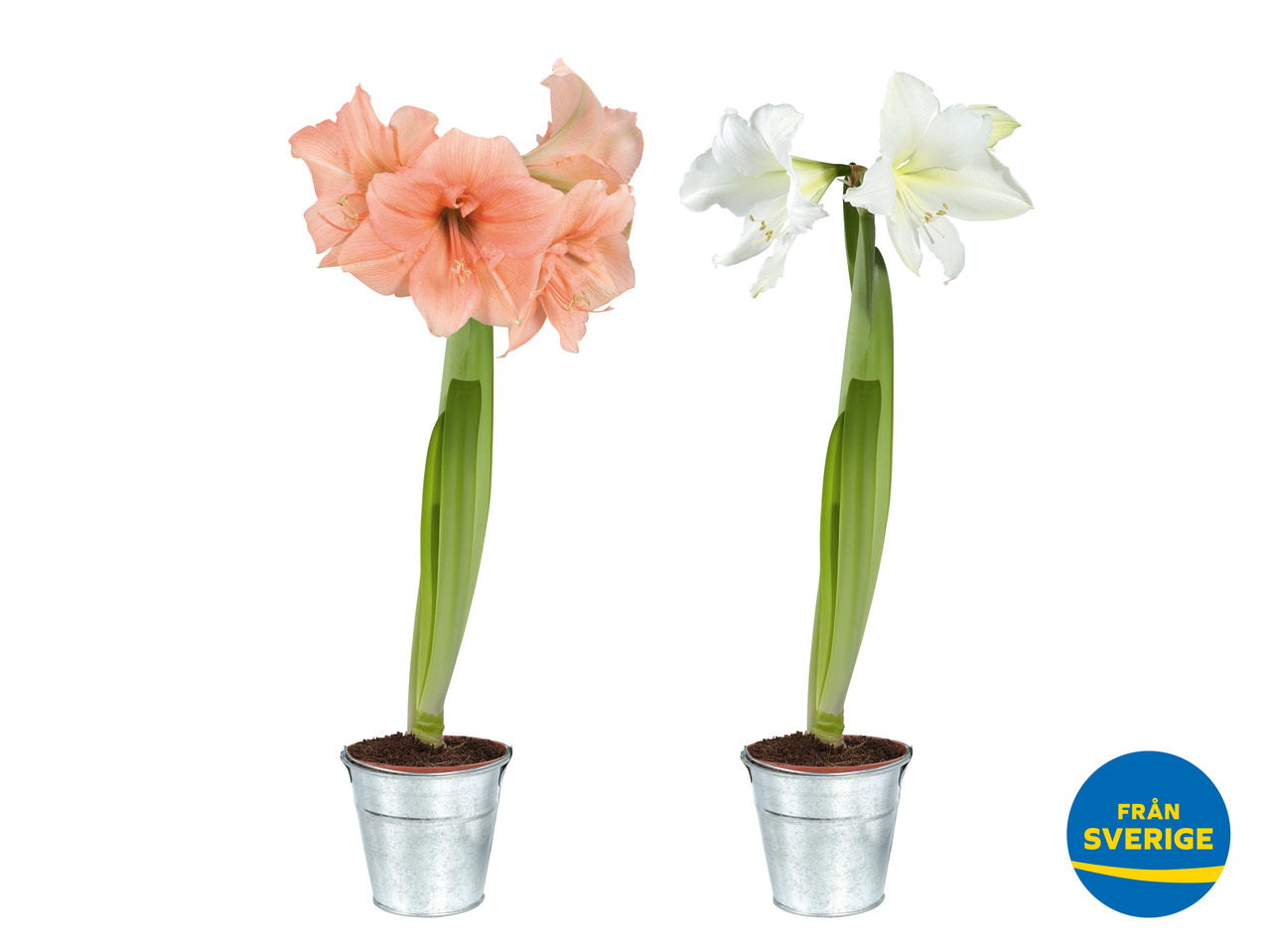 SVENSK AMARYLLIS I ZINKKRUKA