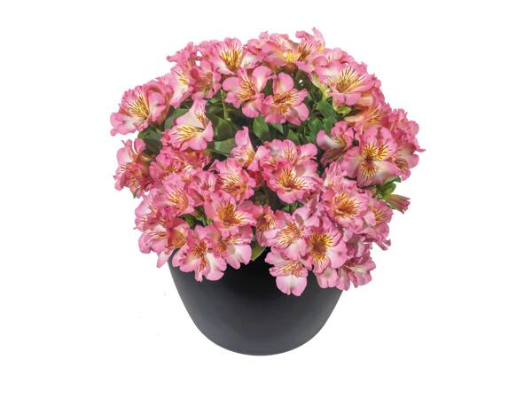 Alstromeria