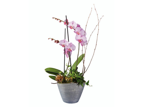 Orchidée dans un pot en céramique avec décoration de Noël