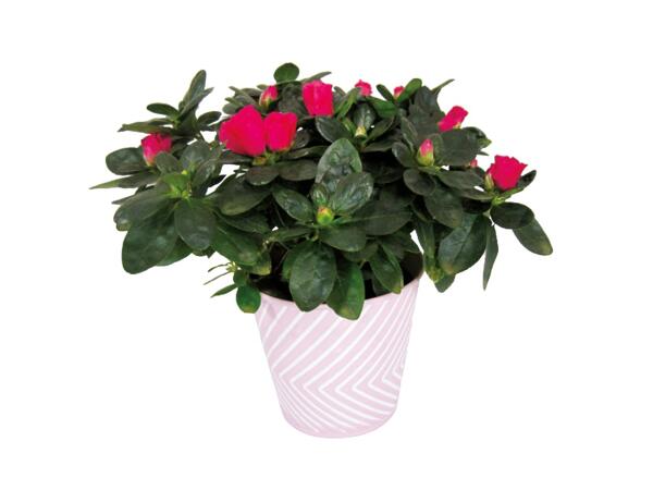 Azalea in Pink Pot