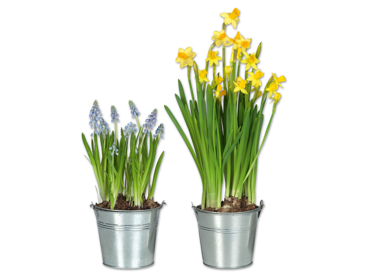 Blumenzwiebel im Zinkeimer
