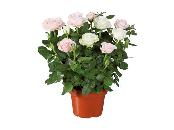 Duo de roses