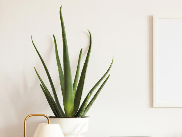Aloe vera
