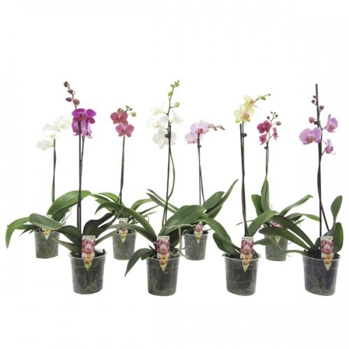 Orchidée Phalaenopsis