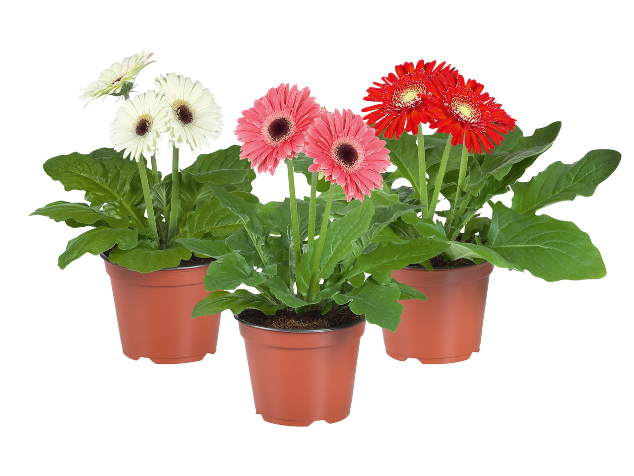 GERBERA