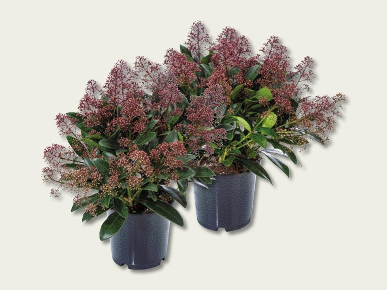 Skimmia Rubella (dès 22.9.)