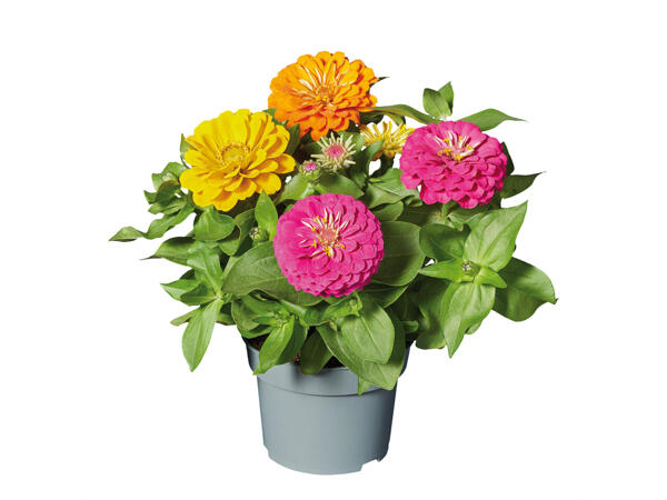 Dahlia ou zinnia