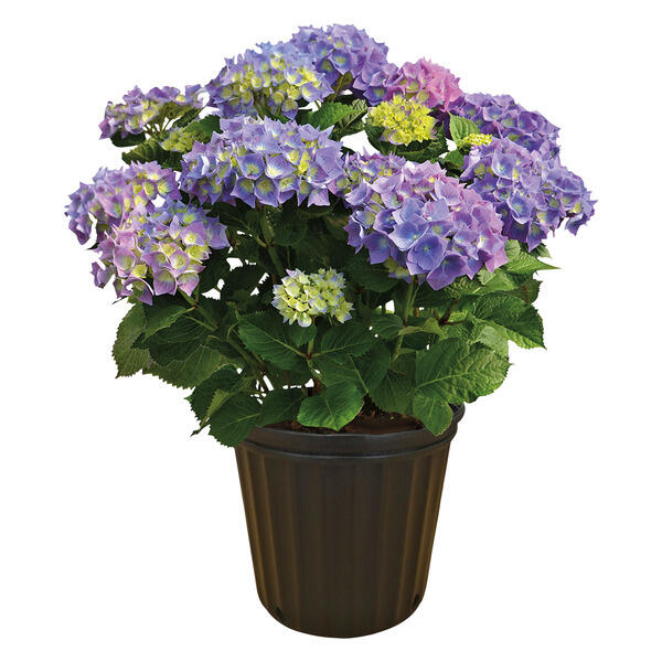 Assorted Hydrangeas - 8"