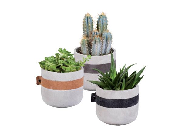 Cactus or succulent