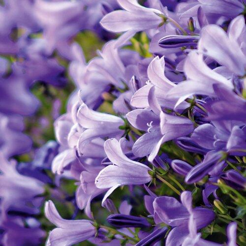 Glockenblume