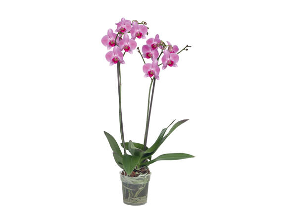 Phalaenopsis, 2 stem