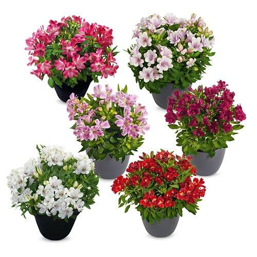 Alstroemeria