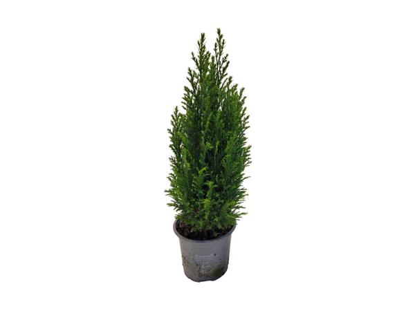Cypres Ellwodii