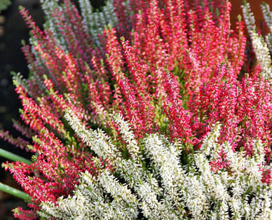 Calluna „Beauty Ladies"