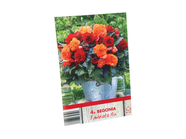 Begonia blomsterløg