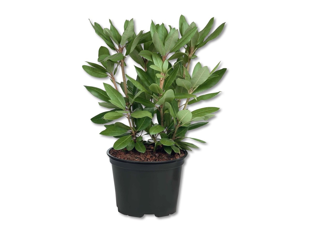 Mix di rododendri