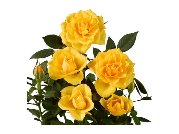 Mini Rose