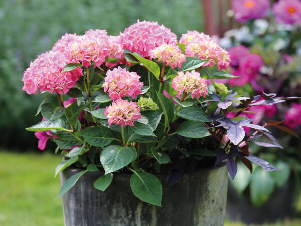 Hortensia