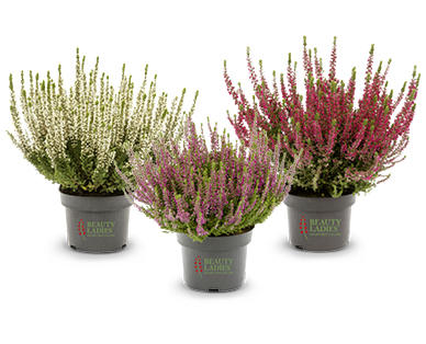 Calluna "Beauty Ladies"