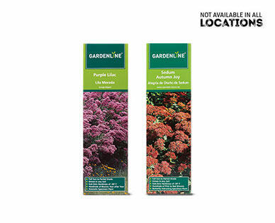 Gardenline Ornamental Shrub