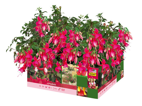 Fuchsia
