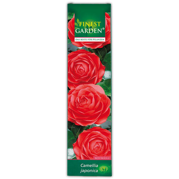 Blühende Gartenraritäten