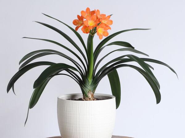 Clivia Miniata