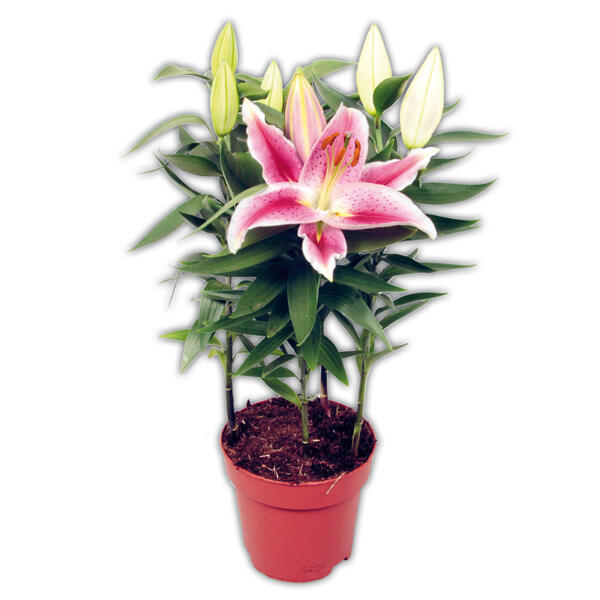 Lilien Starlight Express
