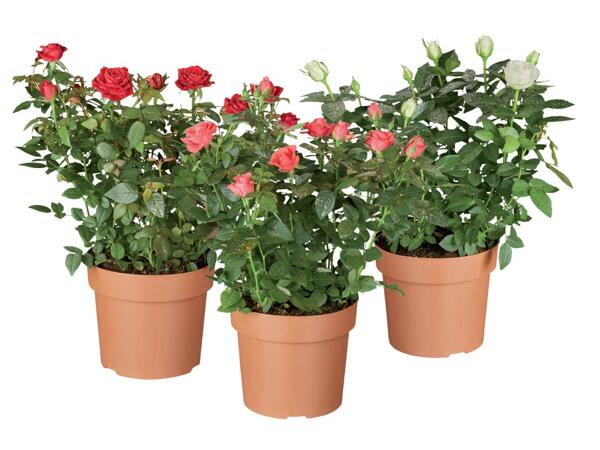 Roses