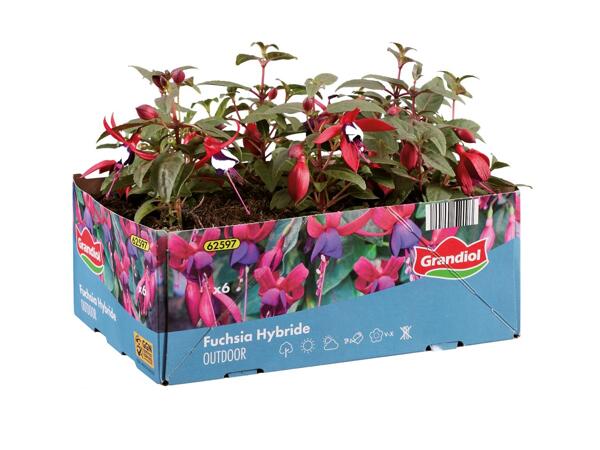 Fuchsia