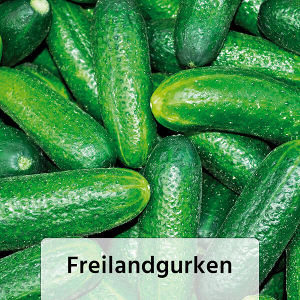 Gemüsepflanze