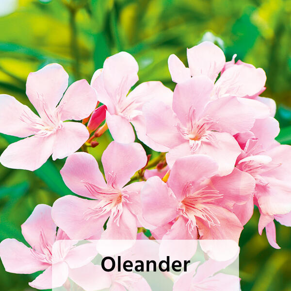 Sommerliche Blühpflanzen