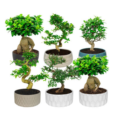 Bonsai