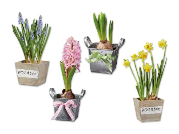 Blumenzwiebel im Zink- oder Holztopf