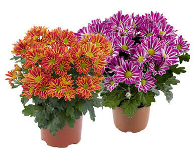 SOMMERCHRYSANTHEME