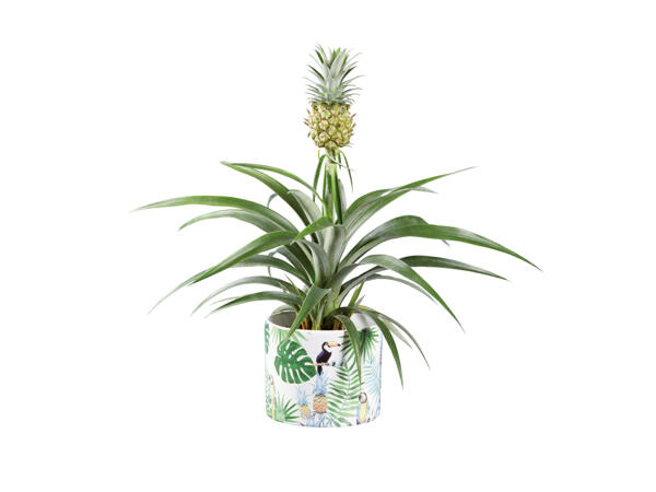 Dvärg-ananas i kruka