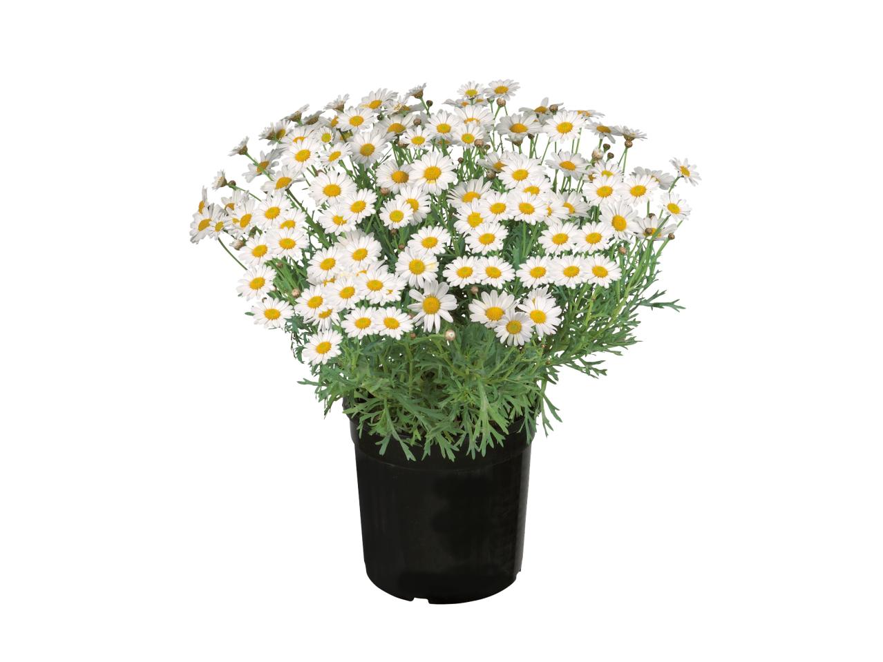 Marguerite1