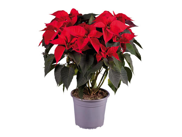 Poinsettia