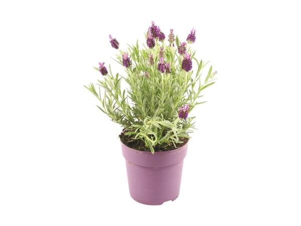 French Lavender