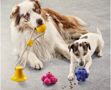 Active Pet Toy Assortment