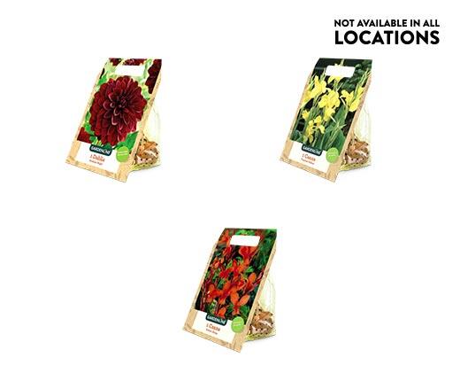 Gardenline 
 Spring Bulbs Assorted Varieties