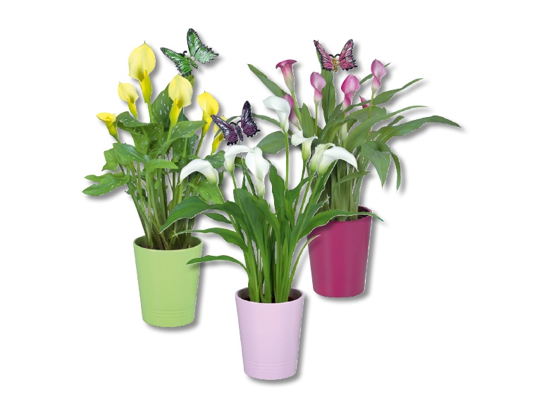 Callas dans un cache-pot en céramique