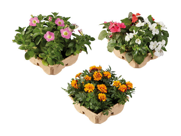 Plante de balcon et à massif Premium