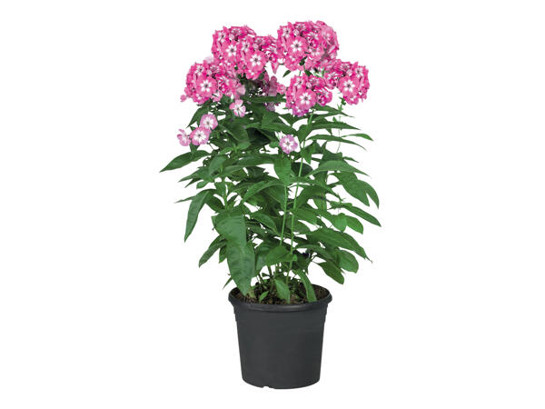 Phlox Flame