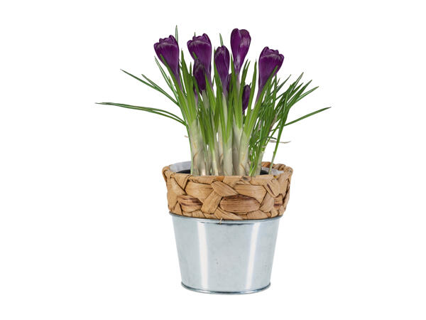 Bulbs