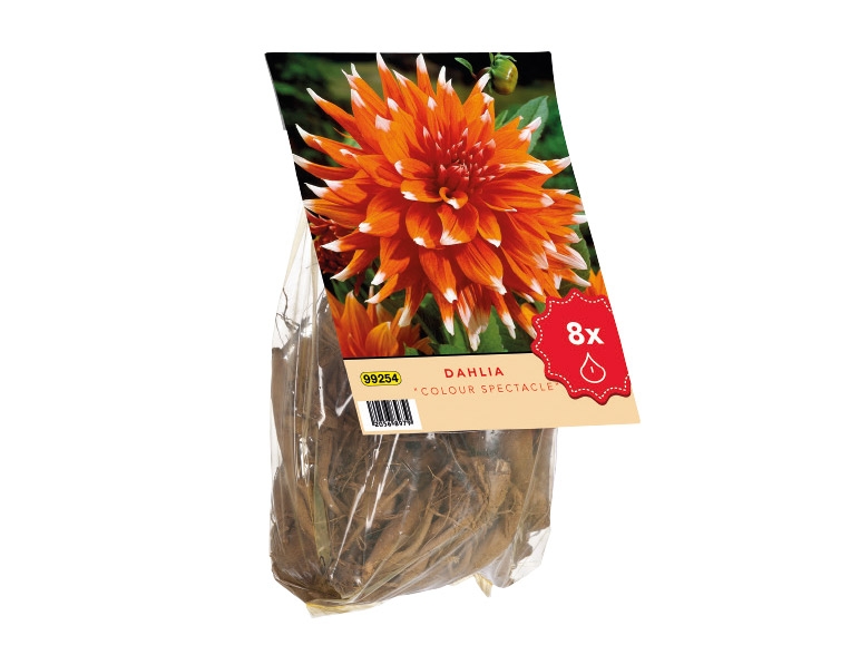 Dahlia Bulbs