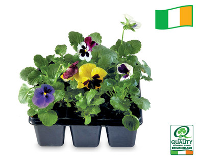 Irish Premium Bedding Plants