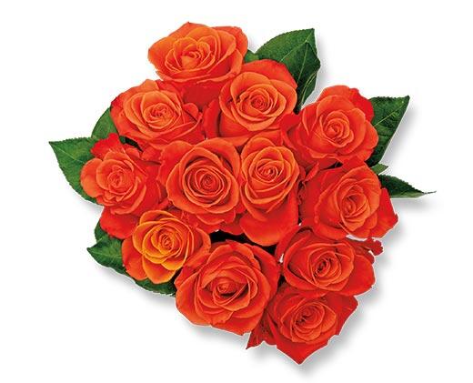 12 Stem Rose Bouquet Assorted Colors