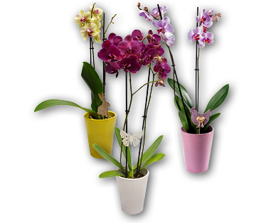 Orchidée