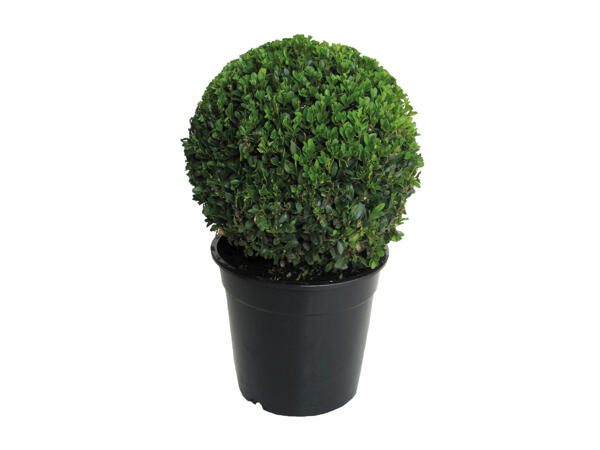 Buxus Ball